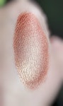 Agni - Copper Brown With Gold and Pink Lipstick Shine - Natural Gluten Free Fresh Handmade Thumbnail # 222513