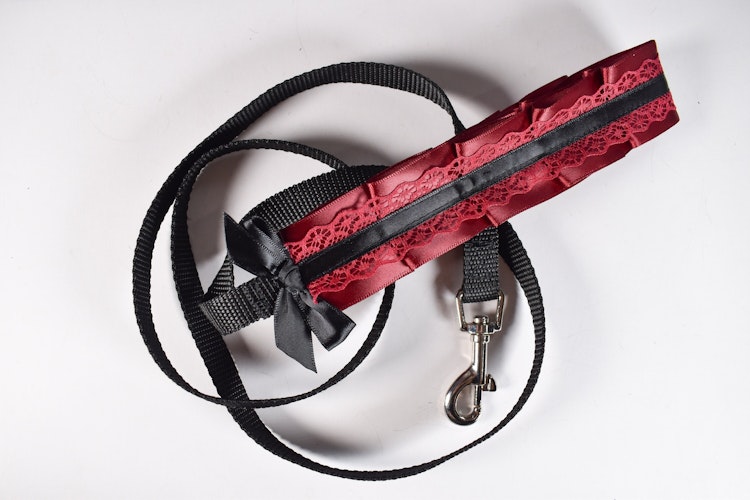 Black and red Kitten play leash photo